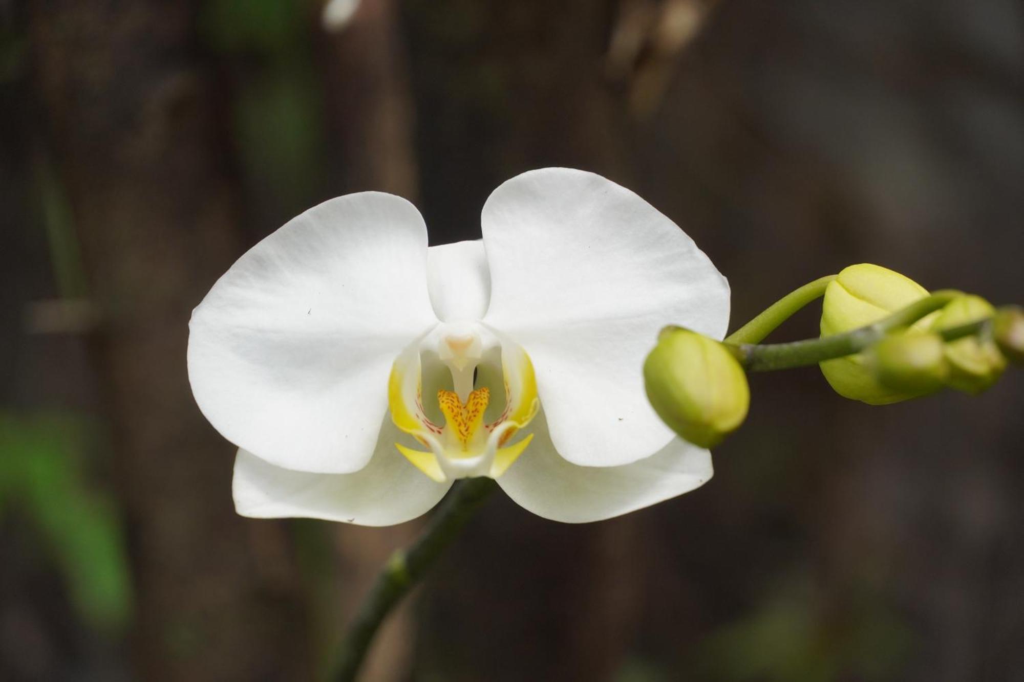 Villa Las Flores San Salvador Ngoại thất bức ảnh